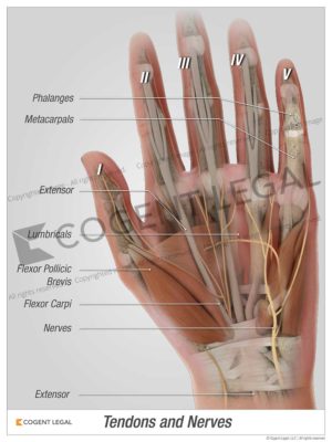 Tendons and Nerves