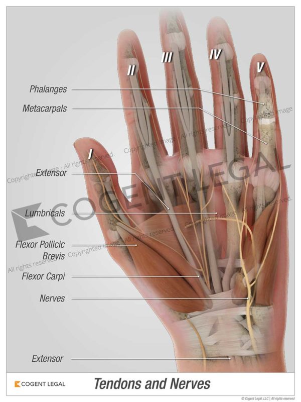 Tendons and Nerves