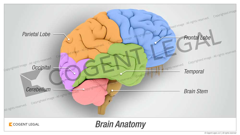 lobes of the brain diagram