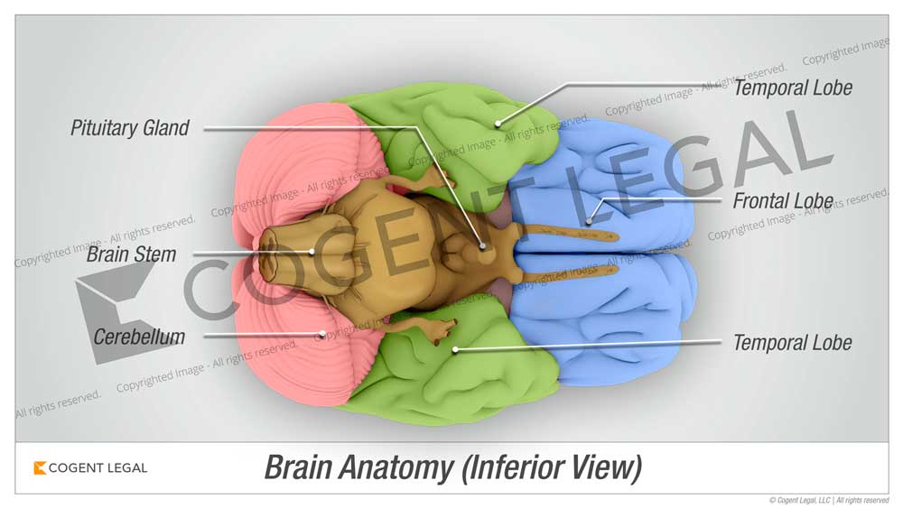brain inferior view