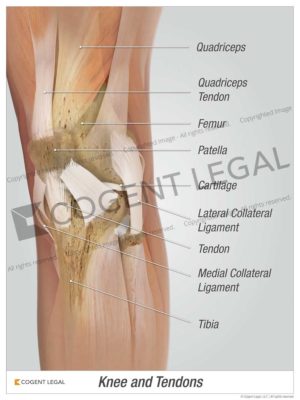 Knee and Tendons