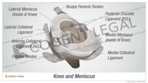 Knee and Meniscus