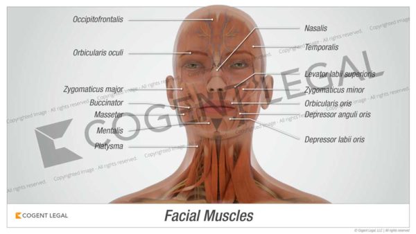 Facial Muscles