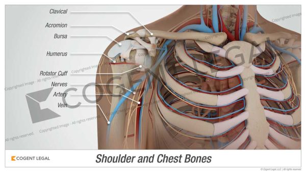 Shoulder and Chest Bones