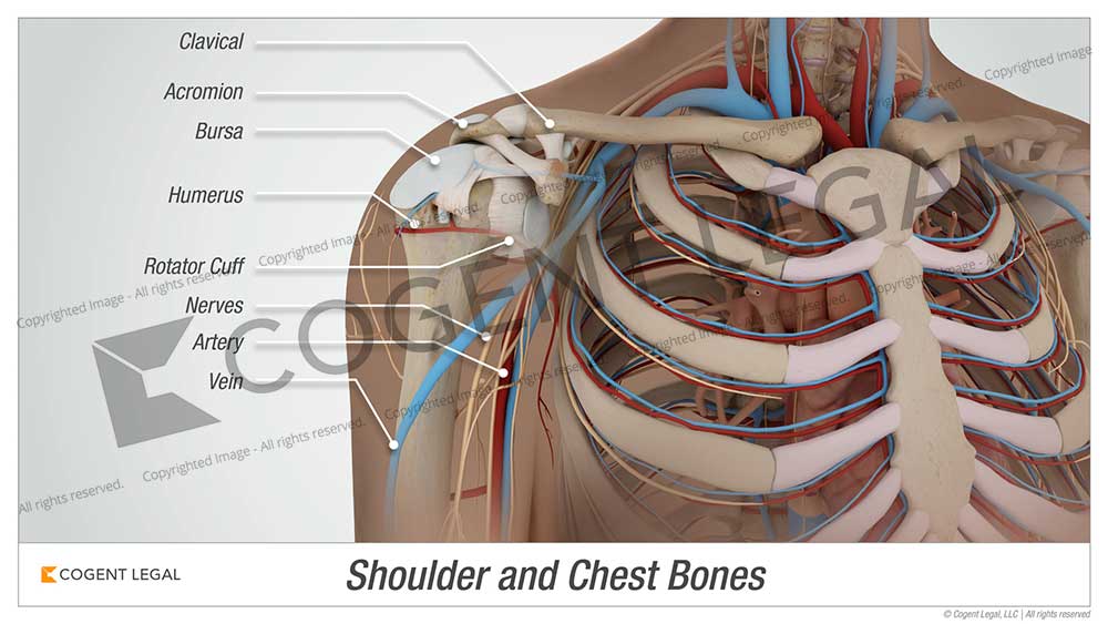 Anatomy of the Chest - Trial Exhibits Inc.