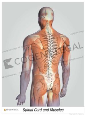 Spinal Cord and Muscles
