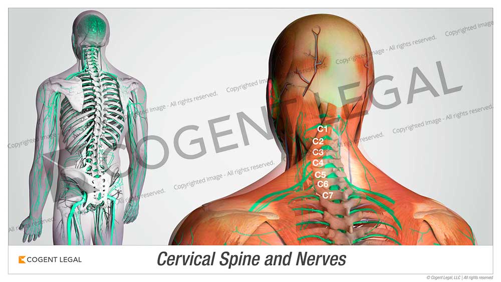 Anatomy of the Cervical Spine - Trial Exhibits Inc.