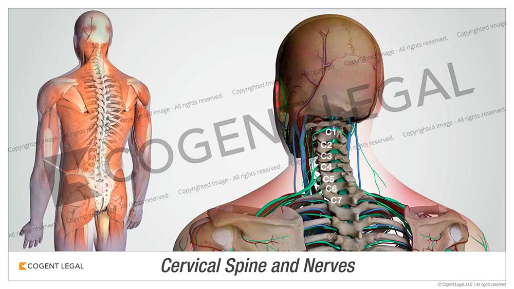Cervical Spine and Nerves - 4