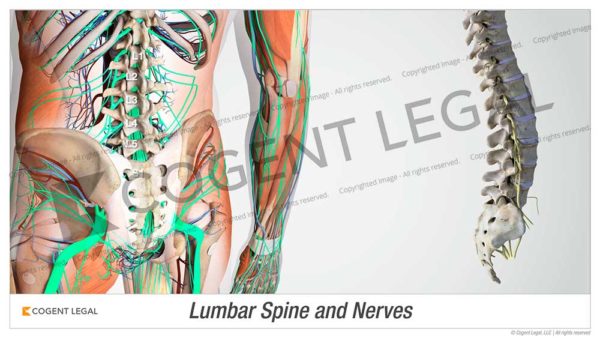 Lumbar Spine and Nerves