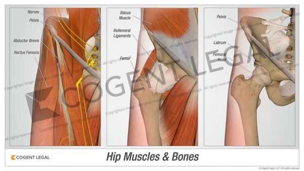 Hip Muscles & Bones