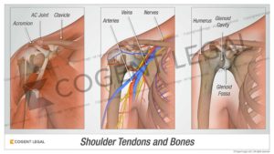 Shoulder Tendons and Bones